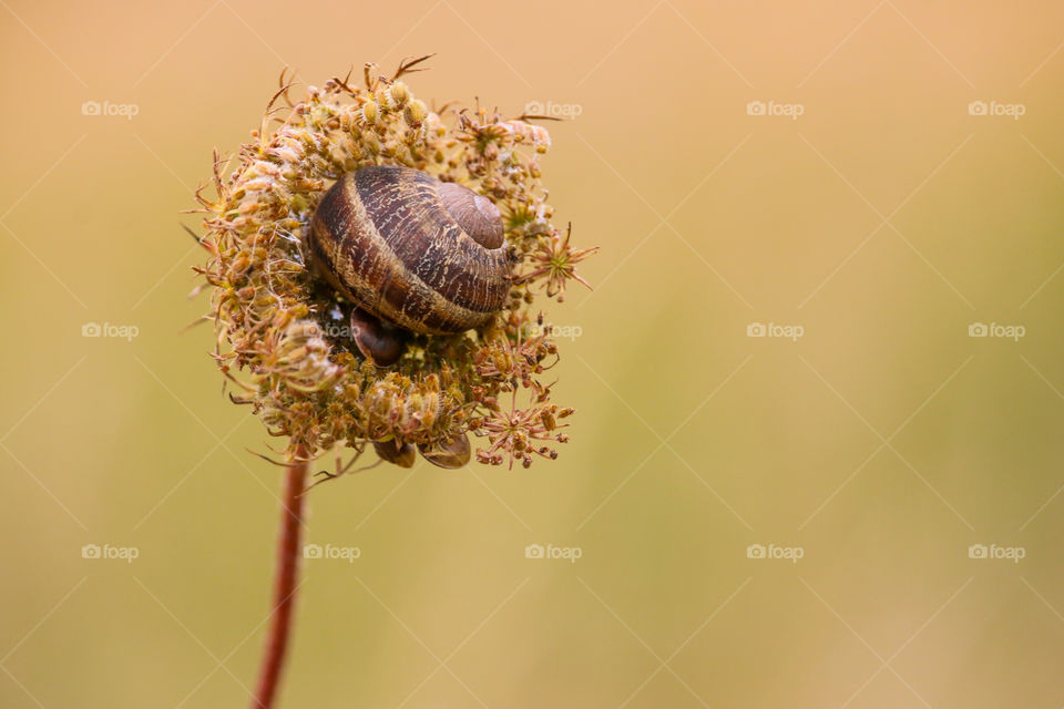Snail stuck in a middle of a plant