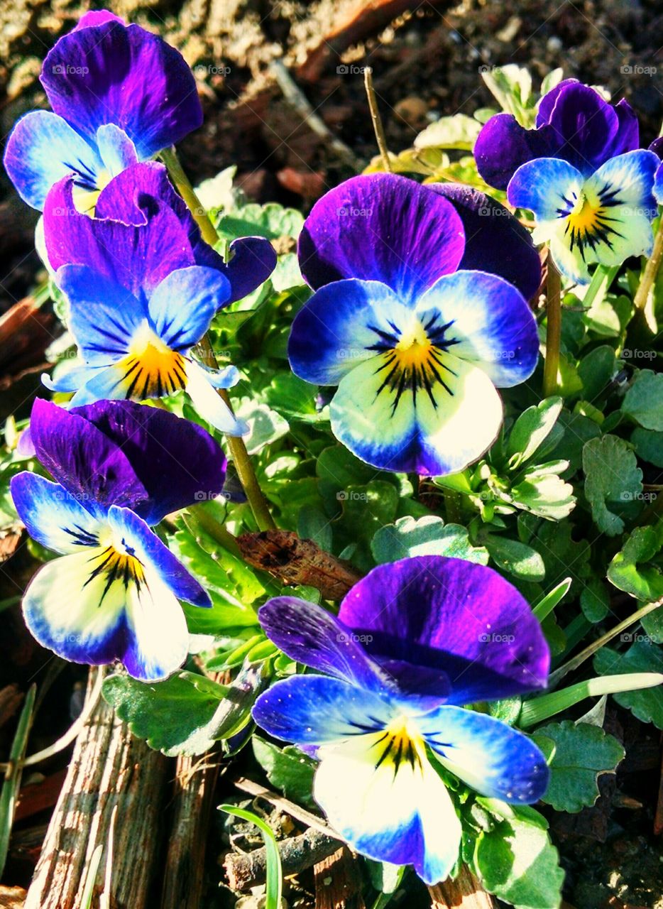 pansy viola garden flower