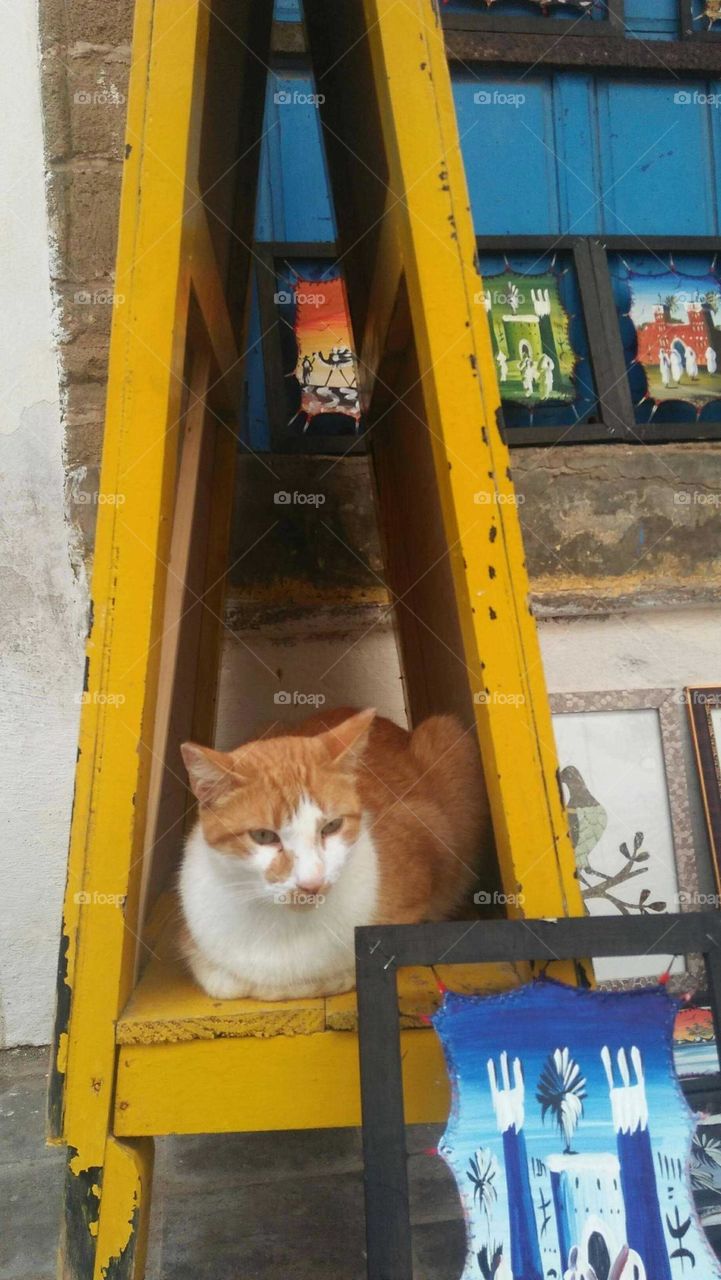 Beautiful cat looking at camera.