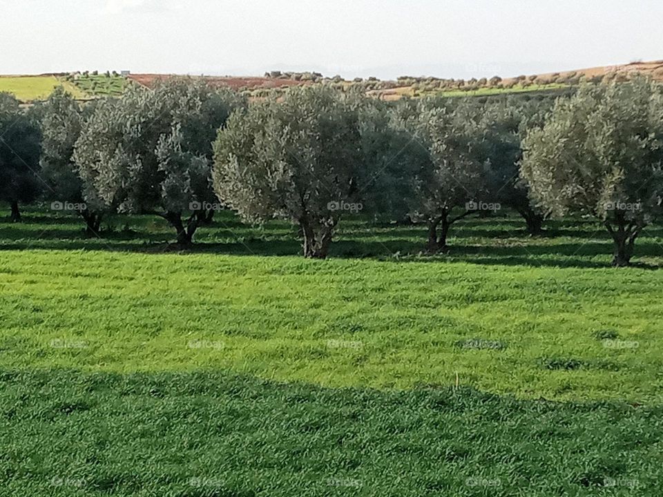 Agricultural lands