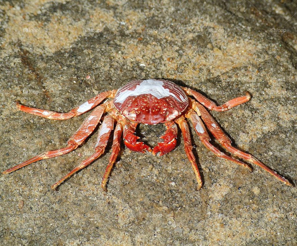 Crabby fighter! #no_emptiness #discoversrilanka #crab 🏃🏽
