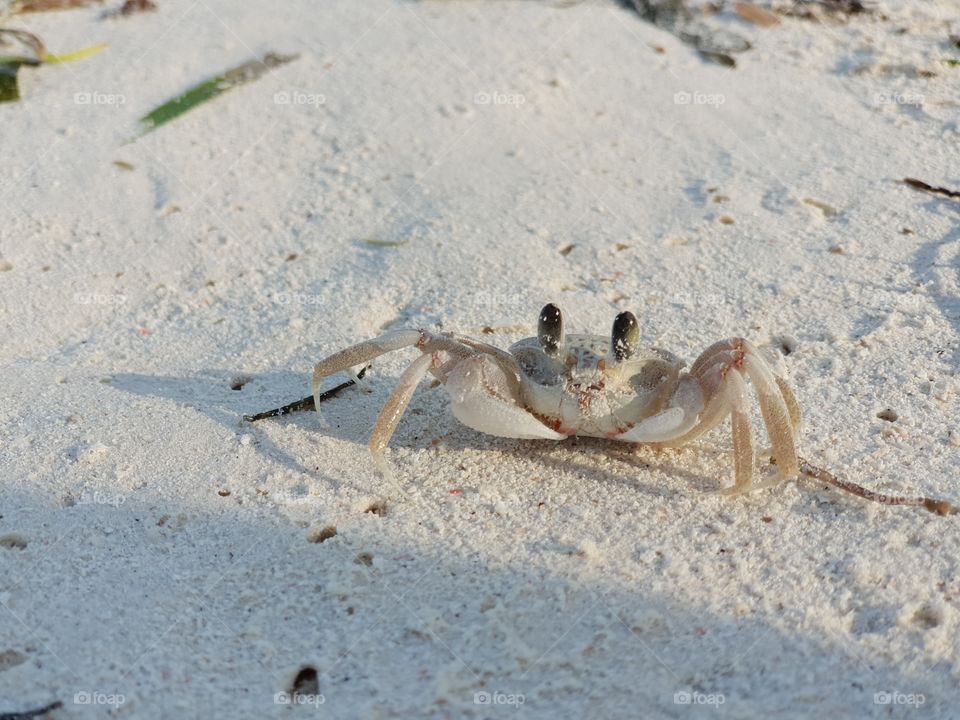White crab