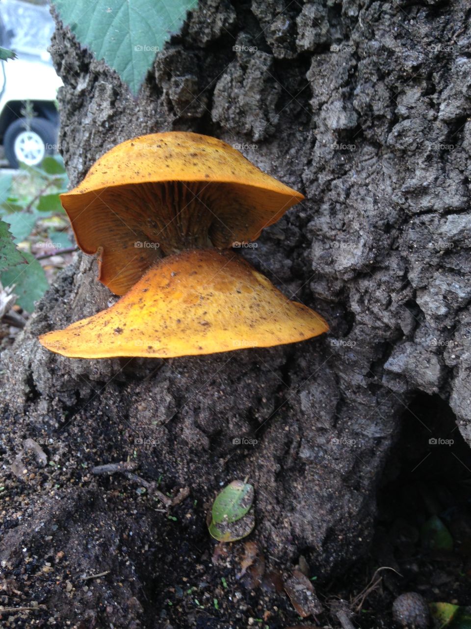 Mushrooms. Growing on tree at golfcourse