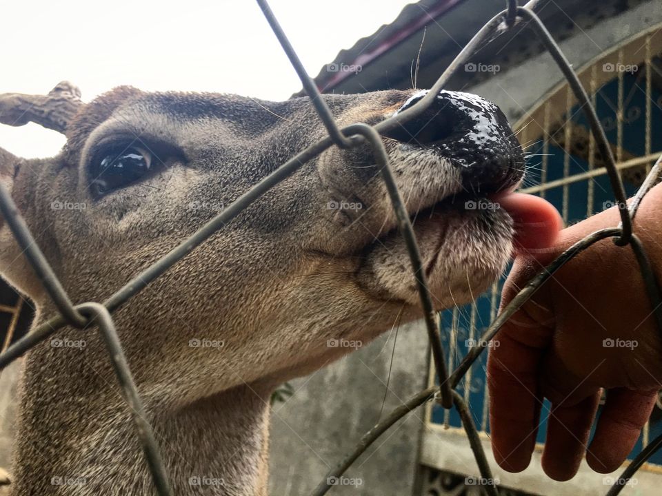 Deer licking hand.