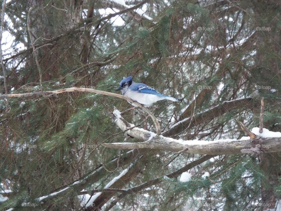 Blue Jay