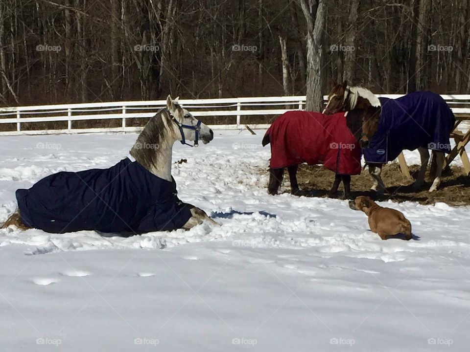 She thinks she's a horse