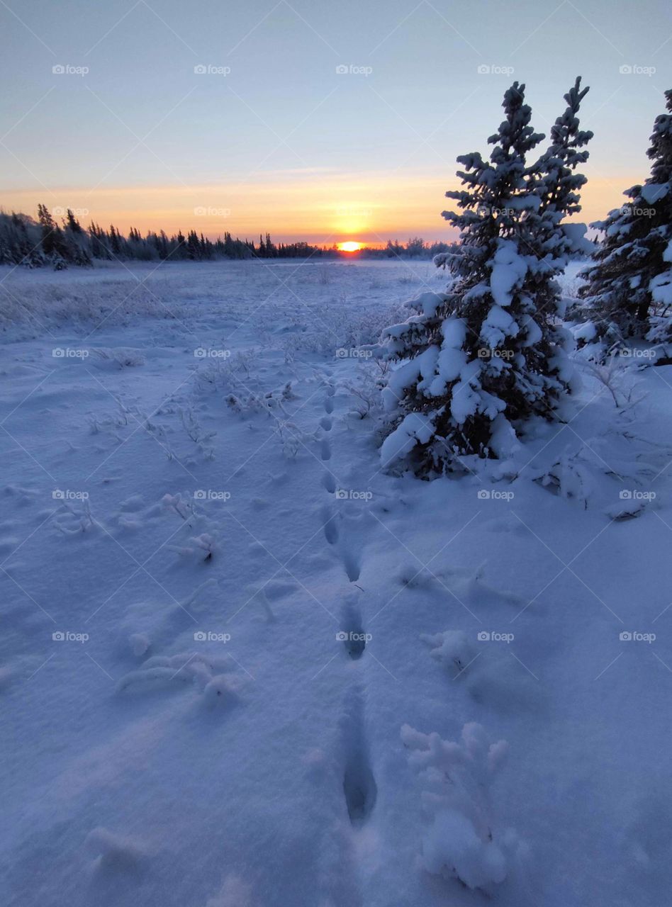 Winter, morning, sunrise, red sunset, winter silence, cold, sun, north, northern winter, painting, Arctic, macro, snowballs, January, February, December, color, color, landscape, winter landscape