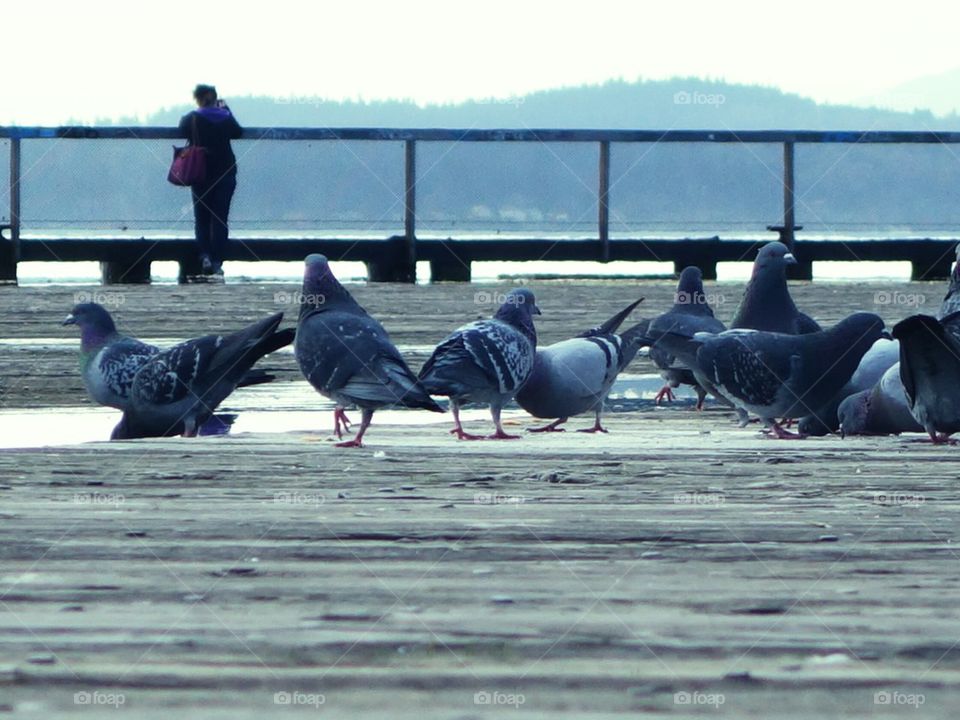 pigeons on the boardwalk