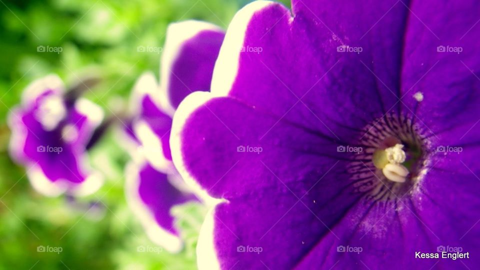 Purple Pansies in Spring