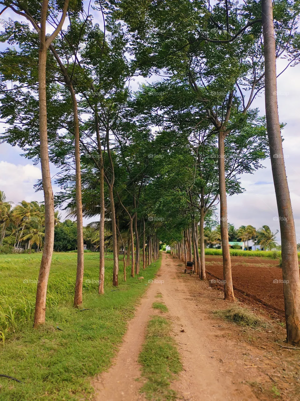 trees