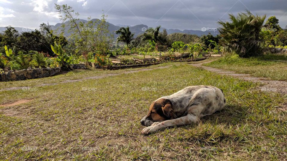 Sleeping Dog in Viñales Valley, Cuba
