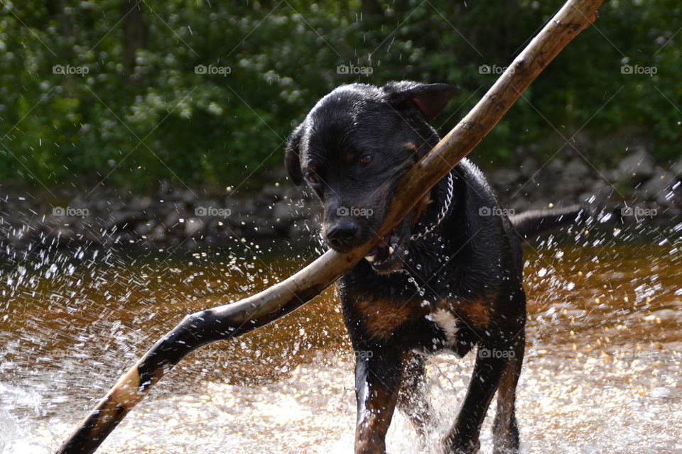 Dog in the river with branch