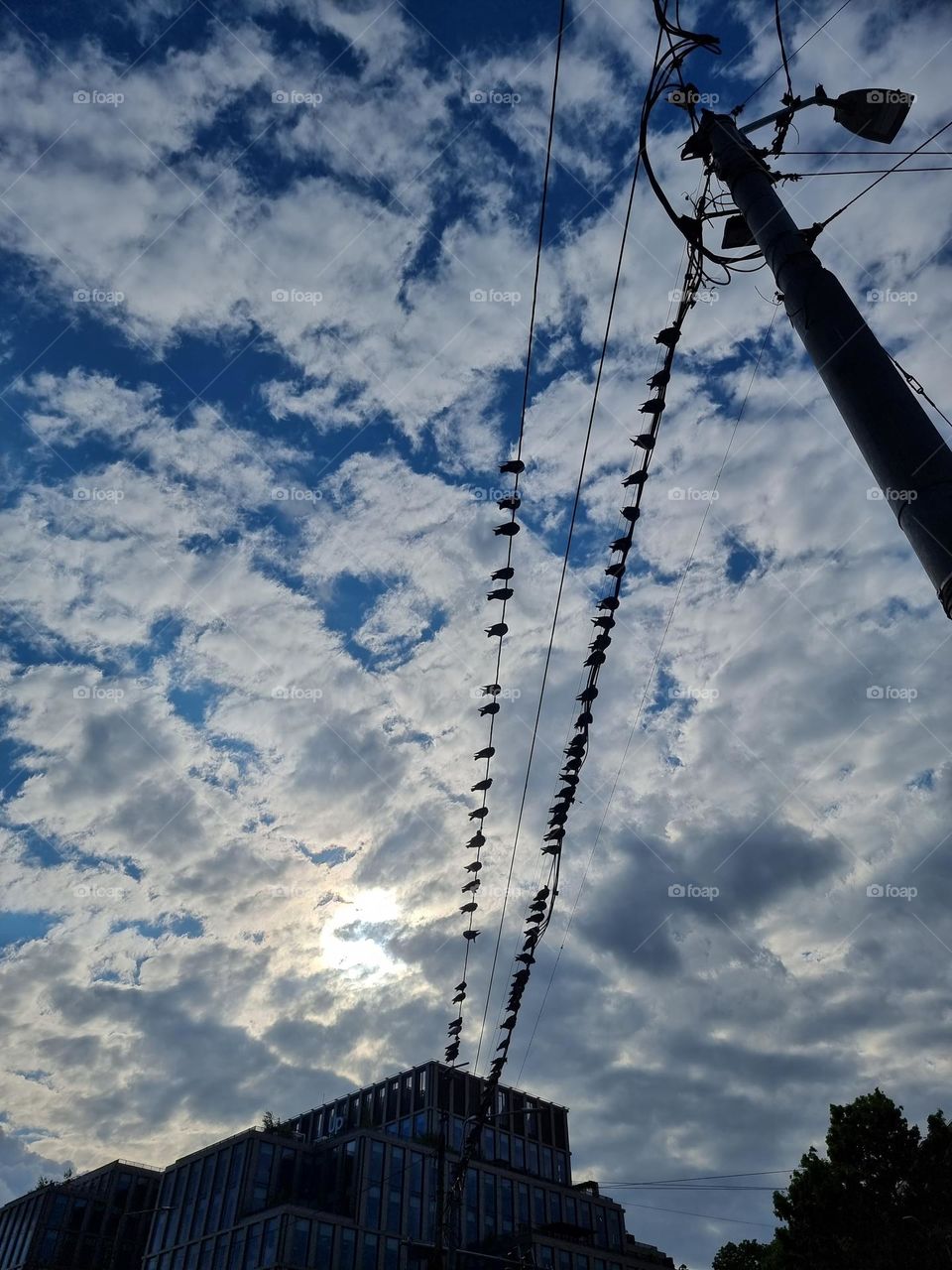 Long rows of birds sitting on electricity cables, seen from the ground up, on the background of a bright, cloudy sky.