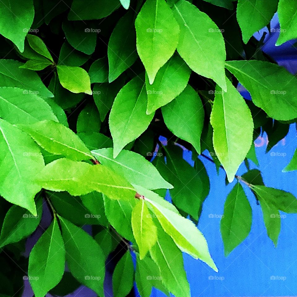 spring leaves and blue sky