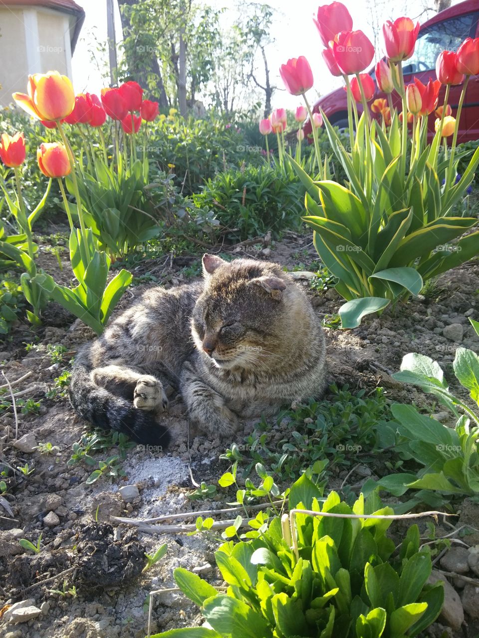 Cat in Floral Garden