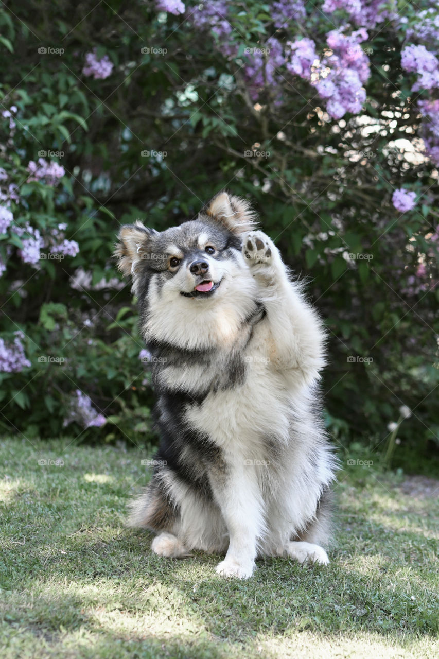 Portrait of a young puppy finnish lapphund dog waving