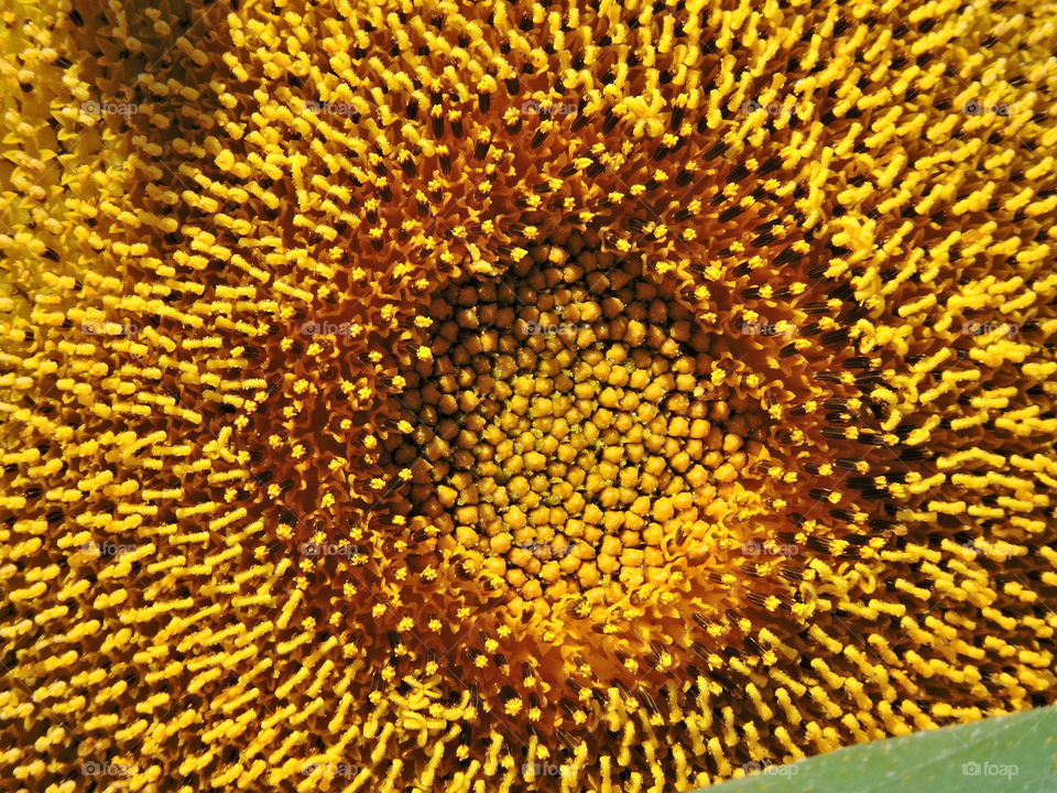 Center of sunflower