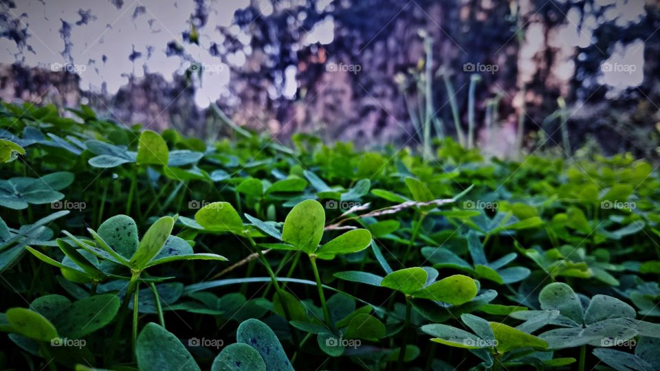 Green plants in forest