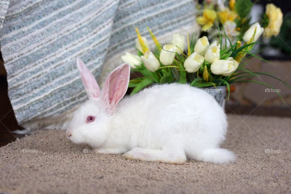 White Easter bunny near the yellow tulips 