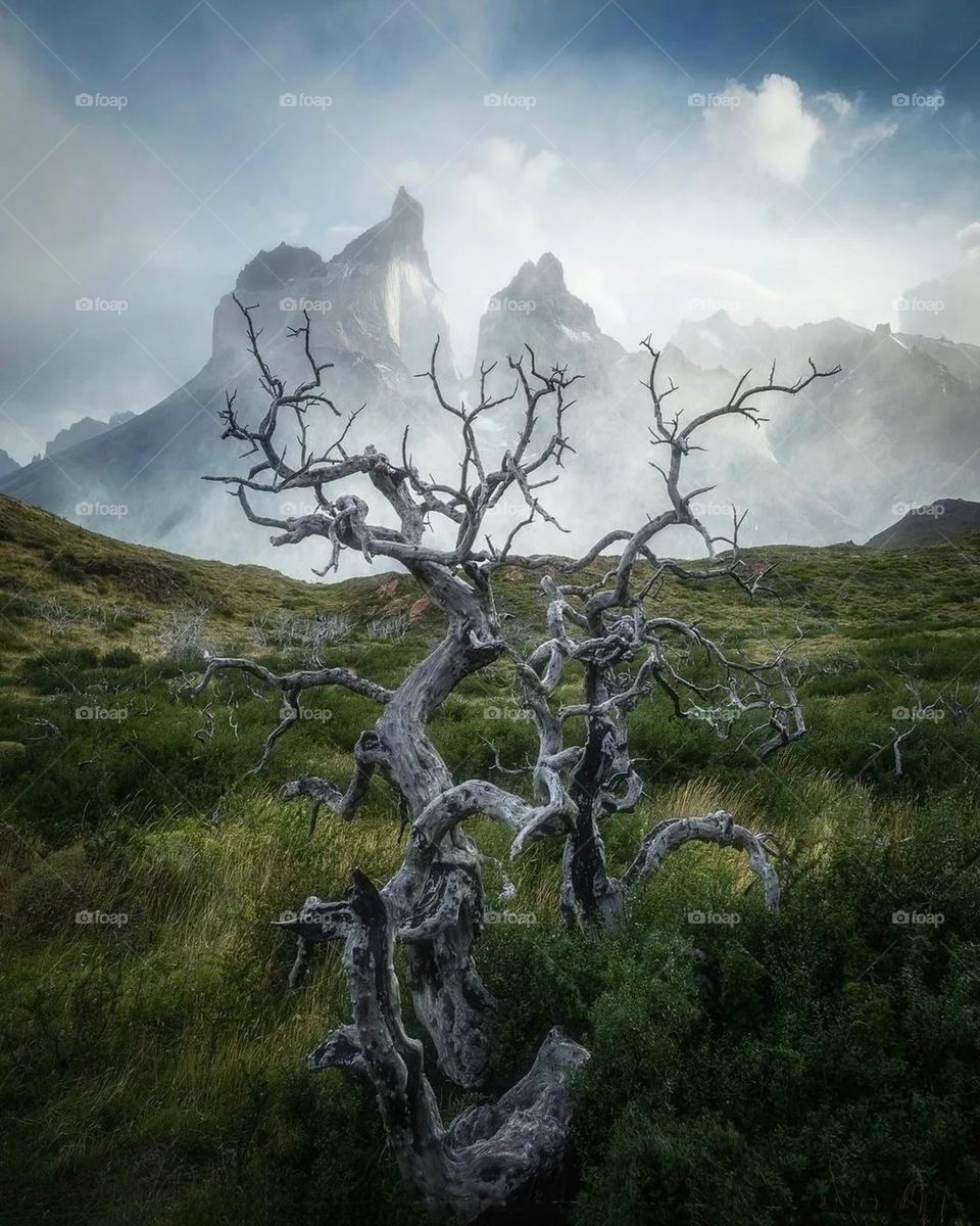 do you like goats photo