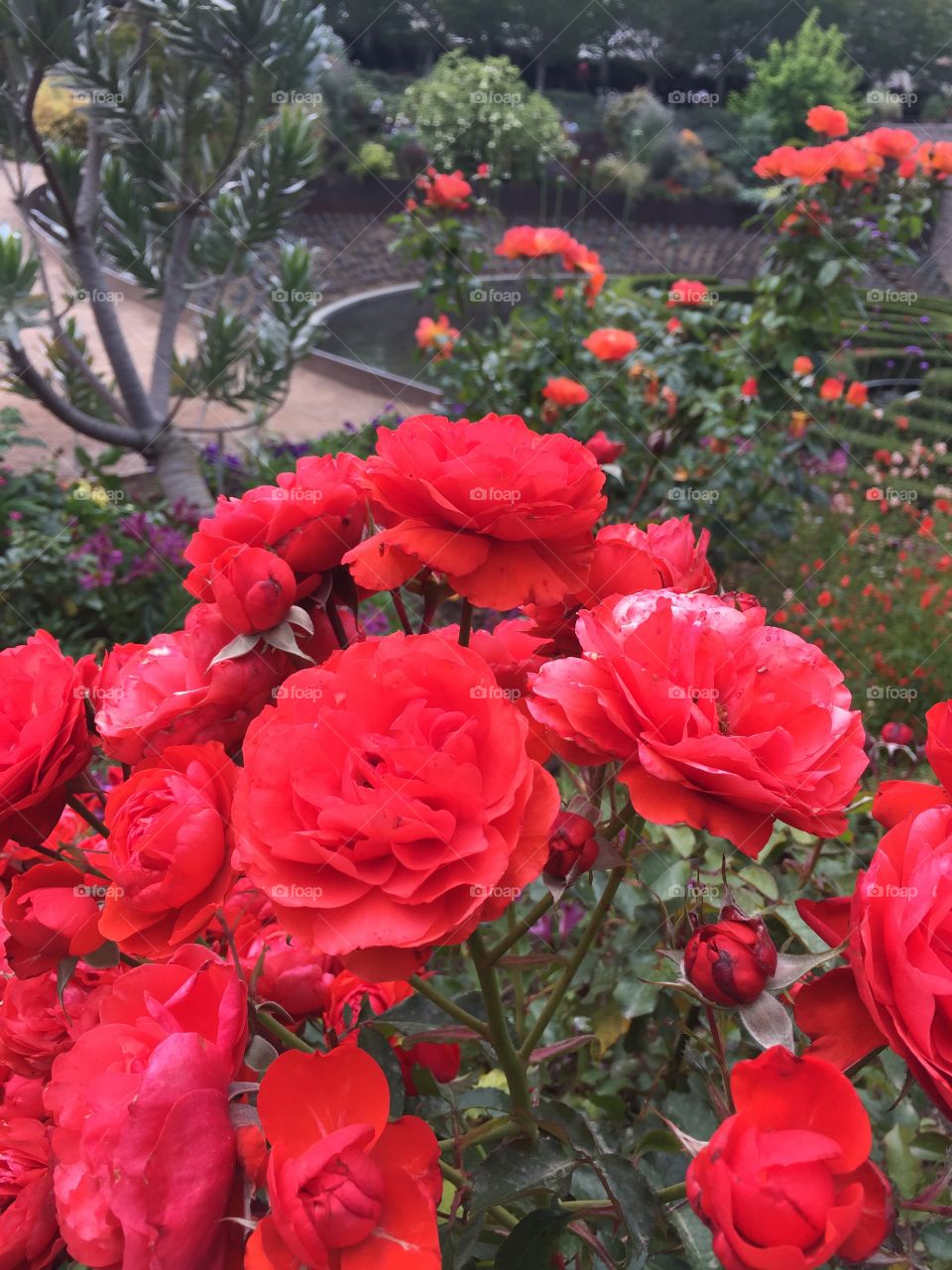 Red roses in garden. Bunches of rose bushes altogether. 