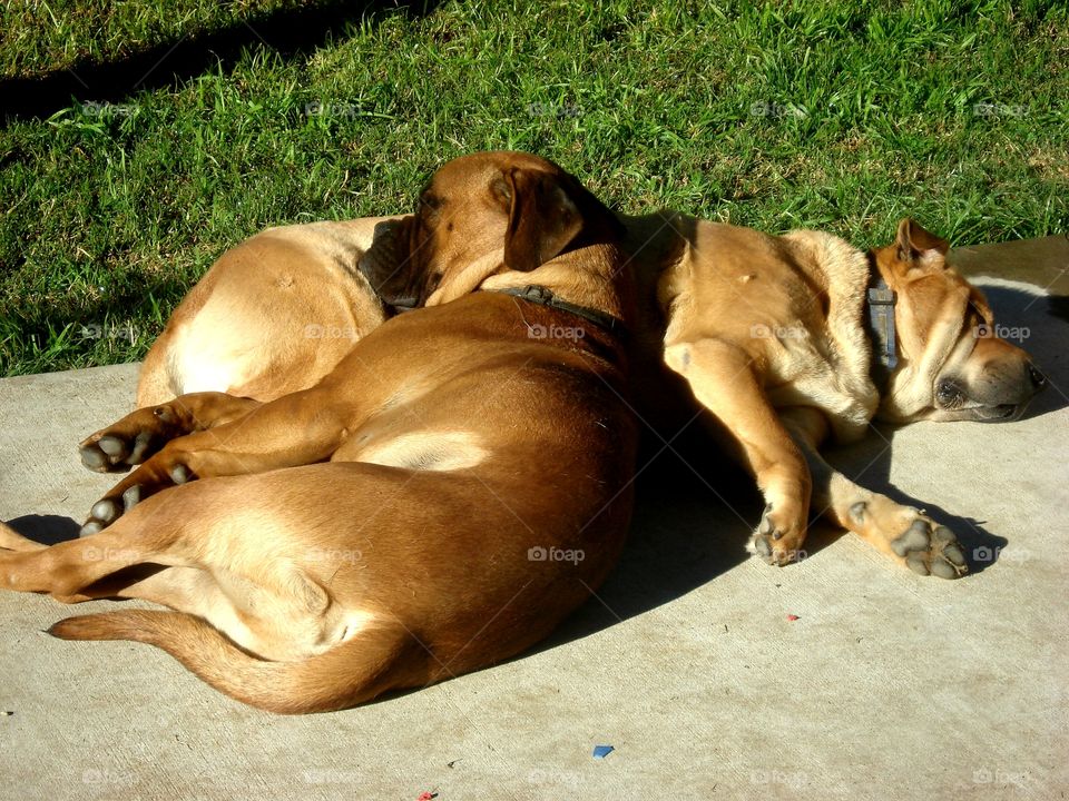 Happiness is ... a warm sunny afternoon and big a soft pillow to nap on