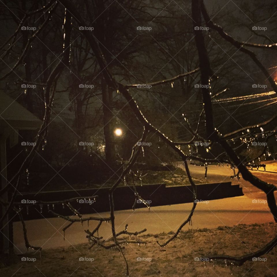 Icy Branches. Taken after a snow storm in Knoxville, TN. 