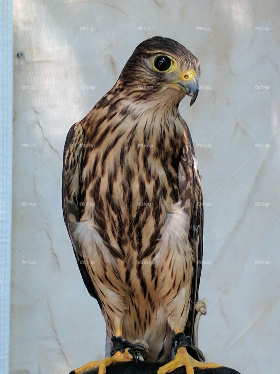 hawk close up