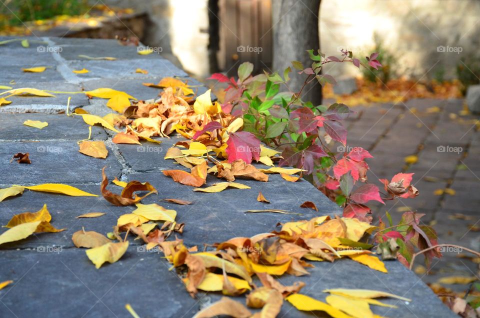 Autumn background