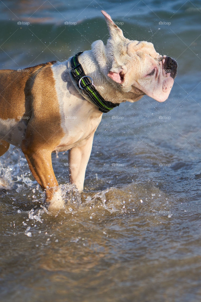 Bulldog inglés blanco expulsandose el agua
