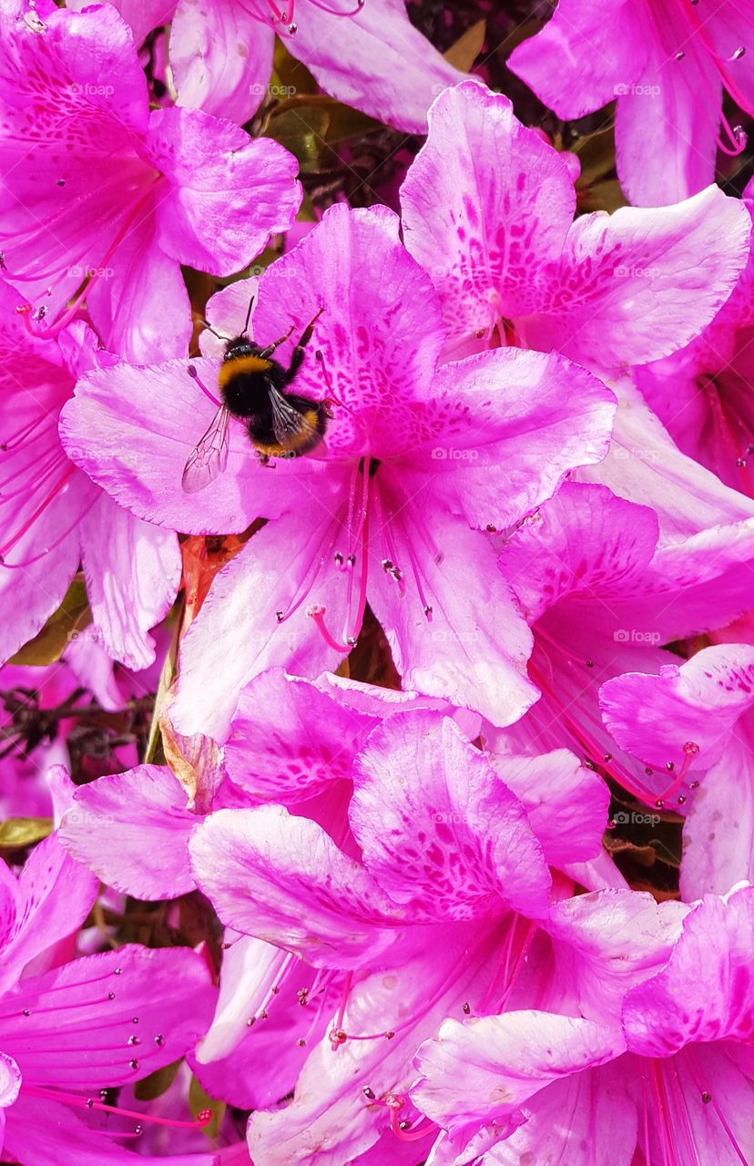 Bumblebee on azalea flowers