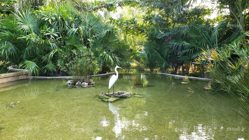 Mexico Bird in Green Garden