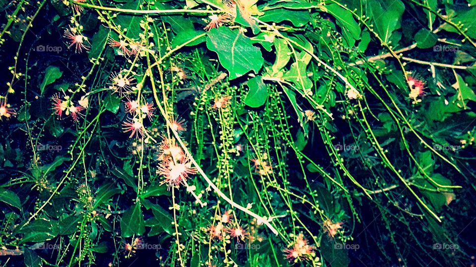 Beautiful flower tree