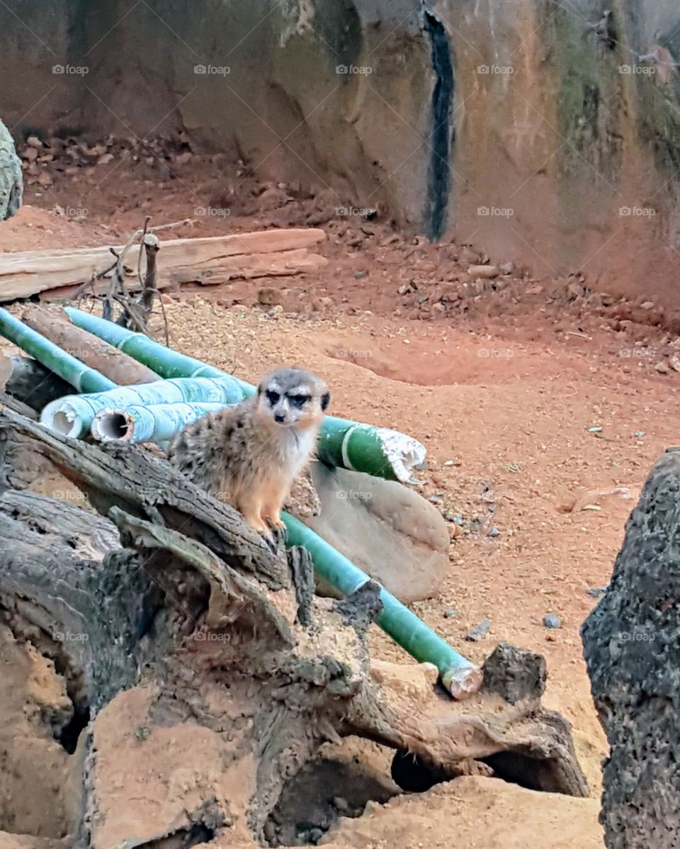 Meerkat