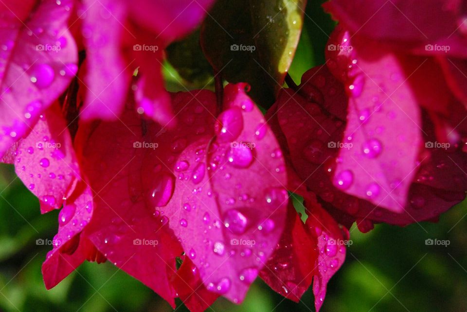 flower after rain