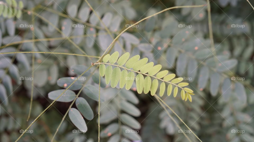 Forest flora 