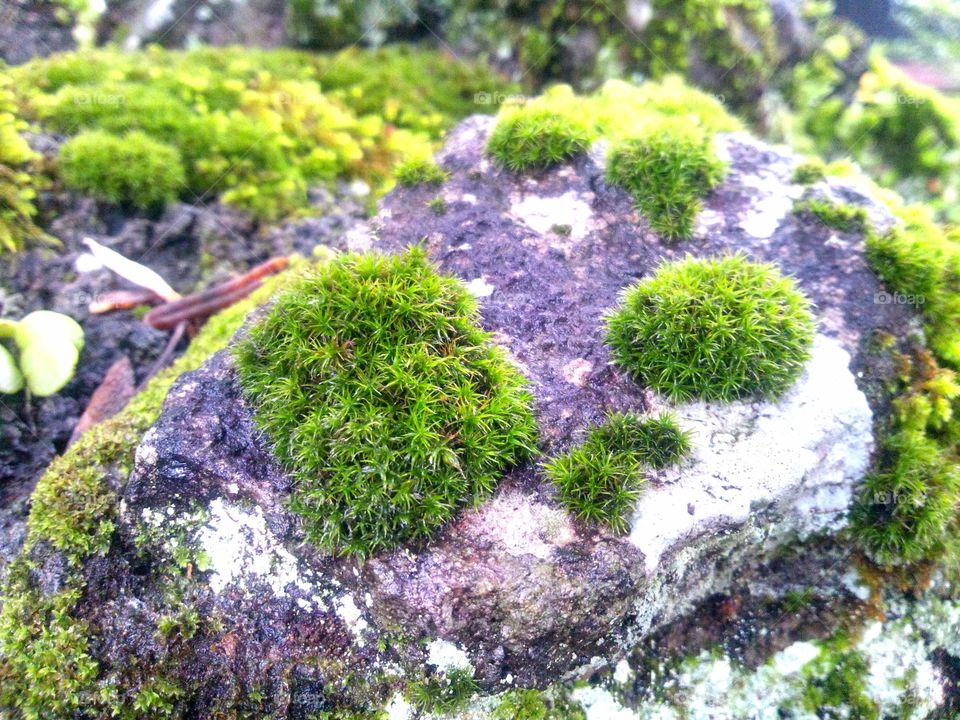 Moss on a rock