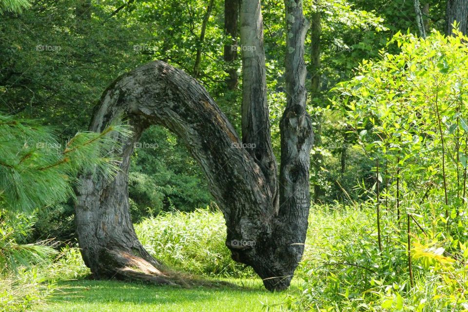 Arch tree
