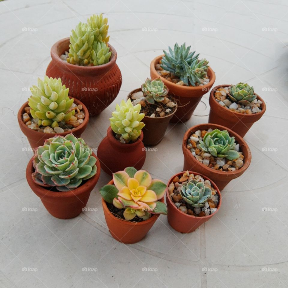 plants in small pots