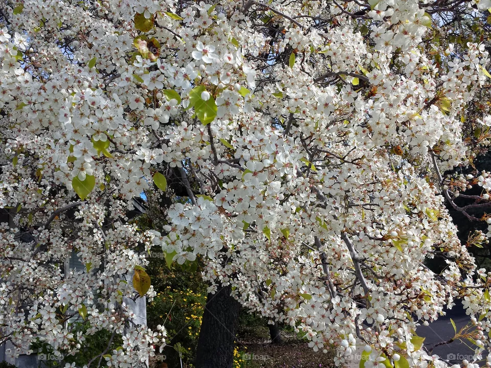 flower
