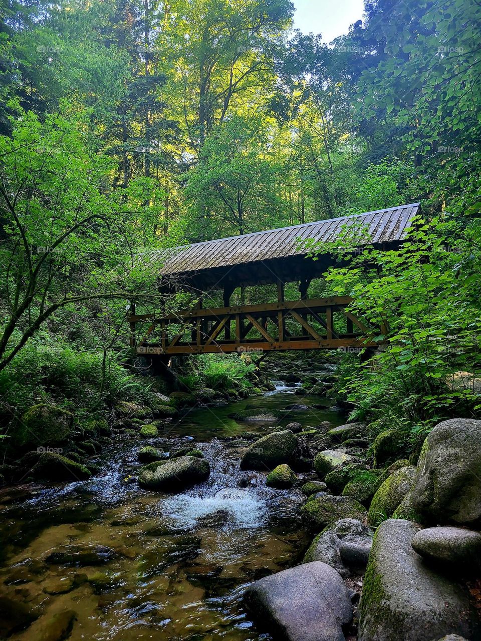 Eine Brücke  in dem Wald