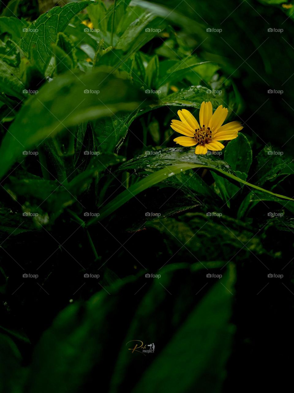 Flowers in the grass