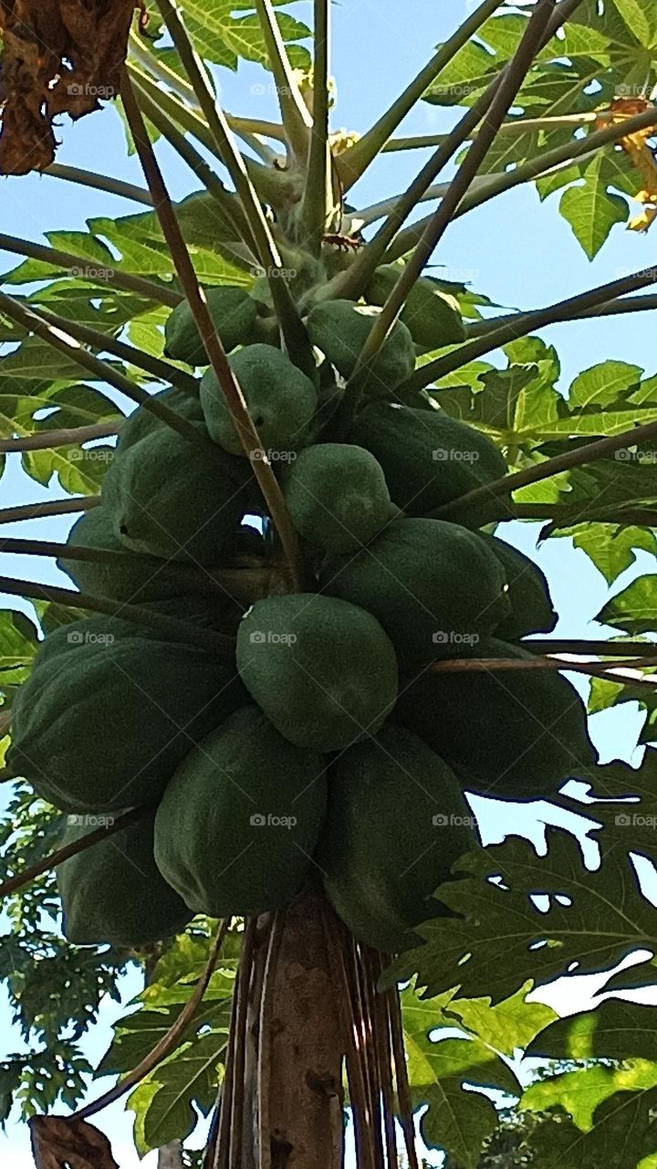 green pink papaya