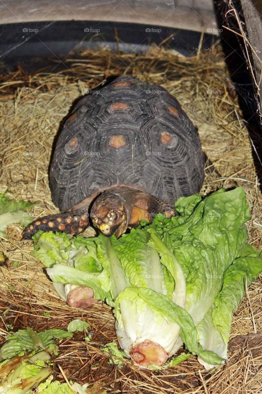Tortoise Eating