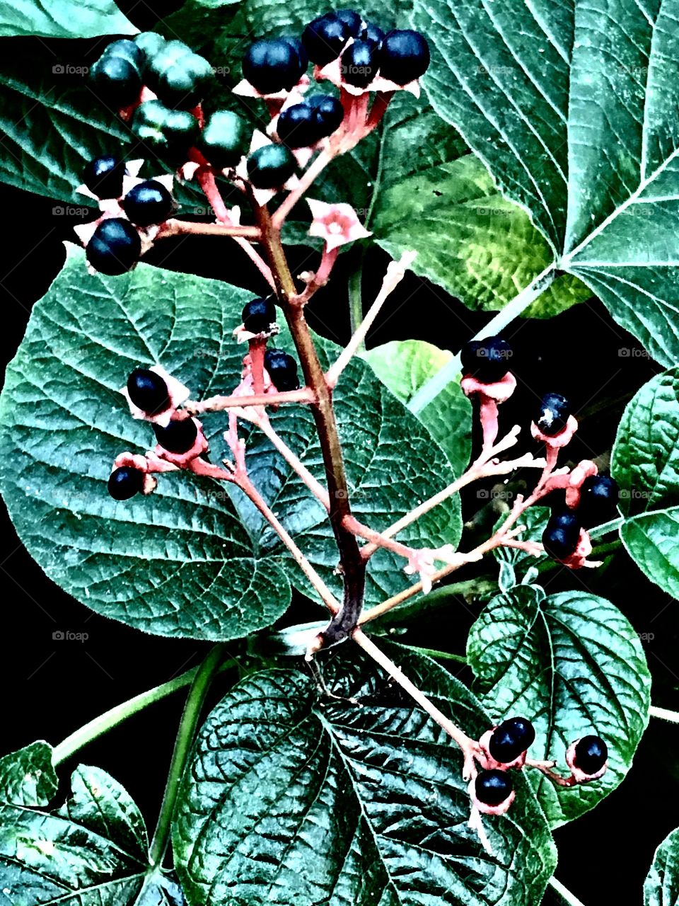 Plant blueberry