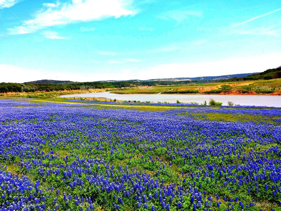 Sea of Bluebonnets. Certain times of the year, Turkey Bend Park explodes in wildflowers along the dry river bed of the lower Colorado River.
