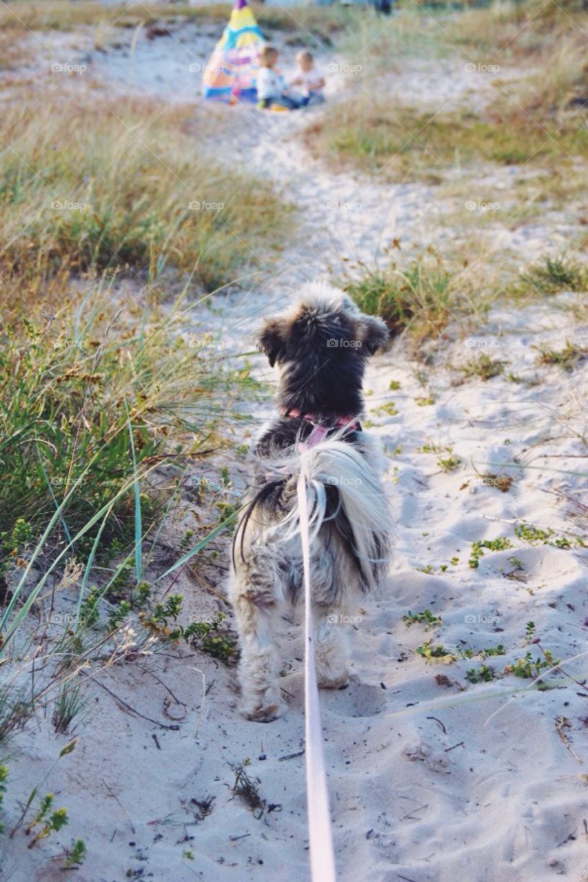 Dog walking on the beach. Dog walking on the beach and see some children playing Indians outside a tipi 