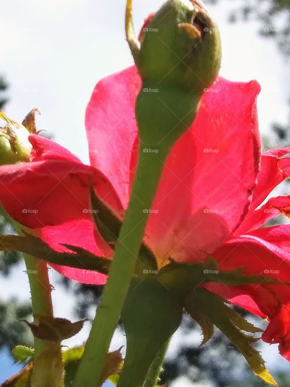 bloom and bud