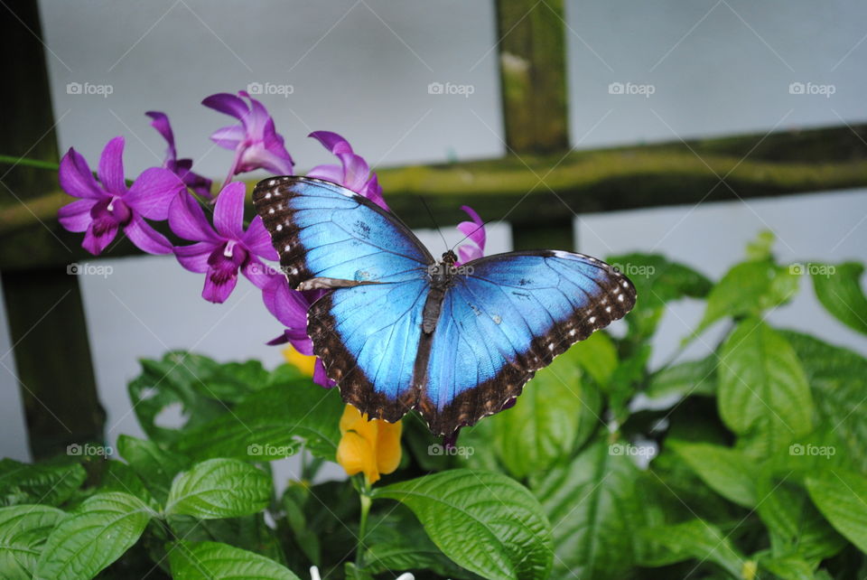 Beautiful blue butterfly in Key West Butterfly Conservatory