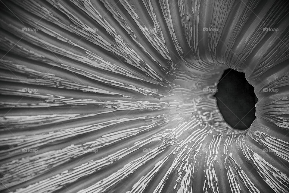 Extreme close-up of a shell